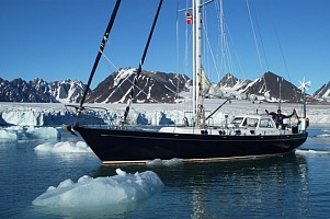 Wandering albatros in Antarctica